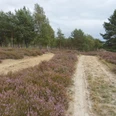 Die Nemitzer Heide wurde zum Naturschutzgebiet erhoben.