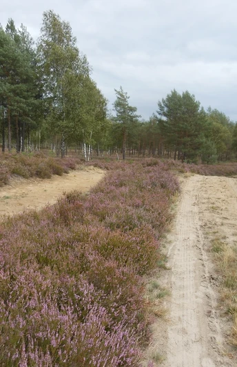 Die Nemitzer Heide wurde zum Naturschutzgebiet erhoben.