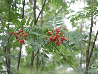 Entlang vieler (Reit-)Wege haben die gräflichen Förster u.a. Ebereschen (Vogelbeeren) pflanzen lassen. Diese bieten nicht nur Vögeln viele Mahlzeiten, sondern bringen auch Farbe und Vielfalt in den Wald.