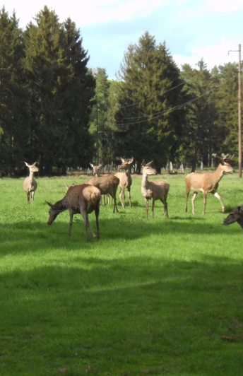 Die Tour führt ein kleines Stück entlang des Falkenmoorer Wildgatters. Hier kommt "gesichert" Rot- und Damwild in Anblick.
