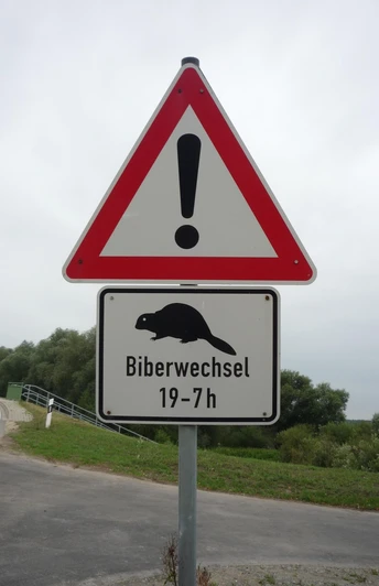 Abends am See oft zu beobachten: Meister Bockert.