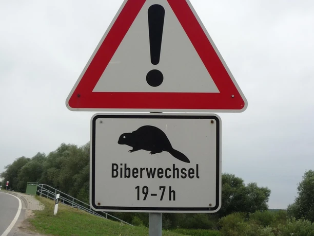 Abends am See oft zu beobachten: Meister Bockert.