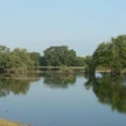 Auwälder im Deichvorland.