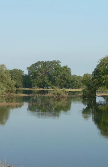 Auwälder im Deichvorland.