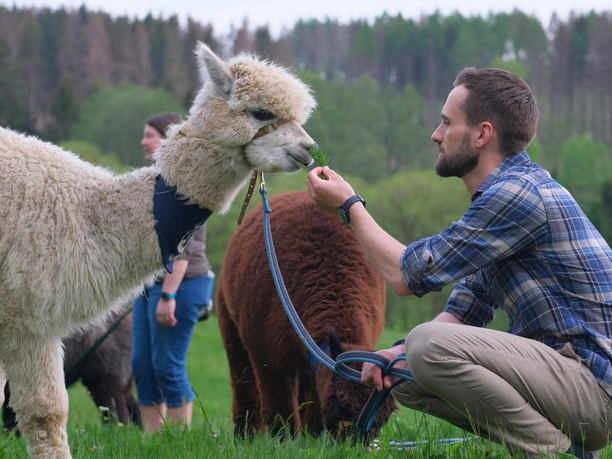 AlpakHarz Braunlage - Wanderung mit Alpakas AlpakHarz Braunlage - Wanderung mit Alpakas