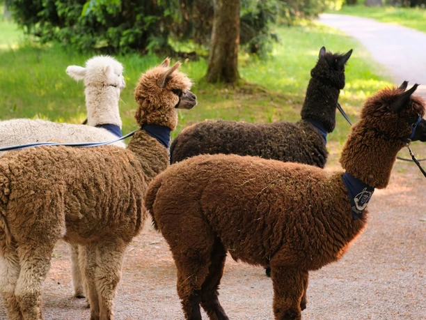 AlpakHarz Braunlage - Wanderung mit Alpakas AlpakHarz Braunlage - Wanderung mit Alpakas