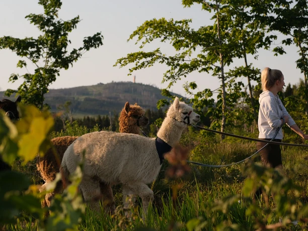 AlpakHarz Braunlage - Wanderung mit Alpakas
