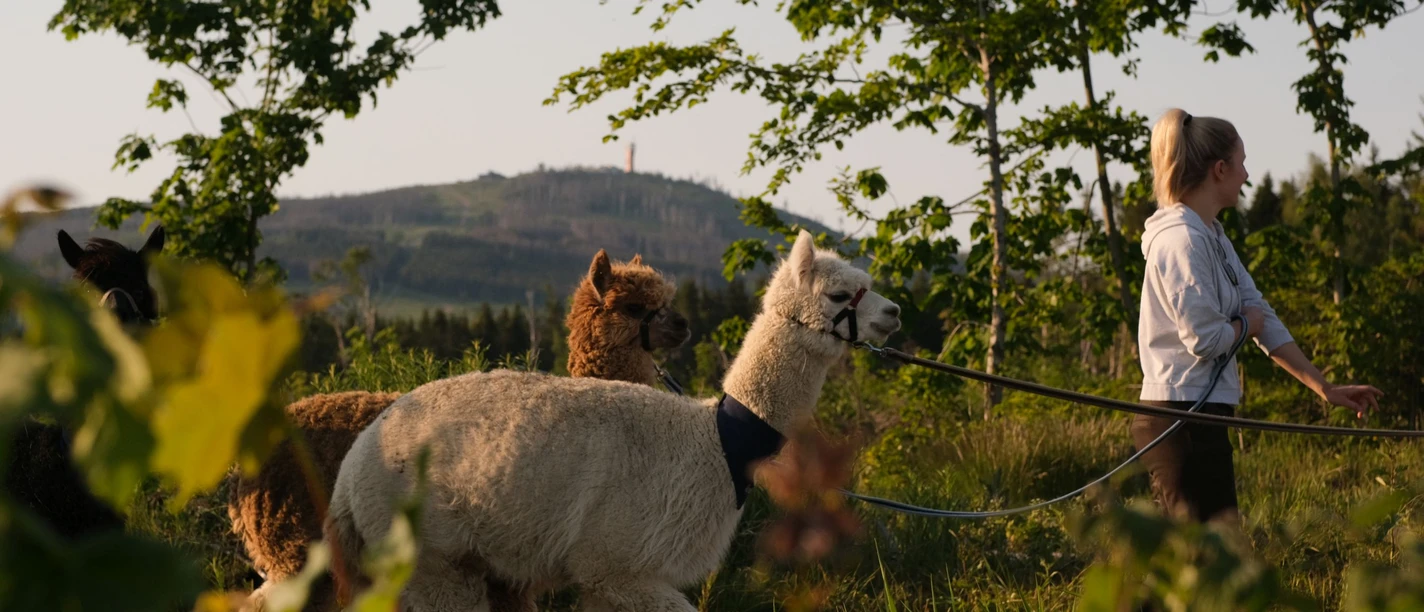 AlpakHarz Braunlage - Wanderung mit Alpakas AlpakHarz Braunlage - Wanderung mit Alpakas