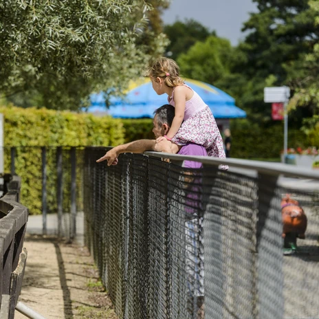 A man with his daughter on his shoulders looking at the pony in the animal park of the O-Schatz-Park, leisure, family outing