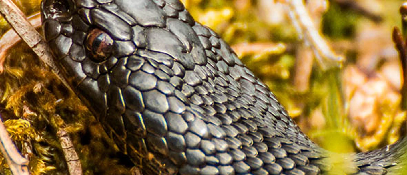 _MG_3590-Höllenotter Kopf Bayersoien Kopie.jpg