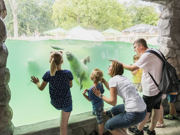 ZooOsWasserweltenFamilien.jpg Familien betrachten neugierig Robben durch ein großes Unterwasserfenster in einem Zoo bei Tageslicht.
