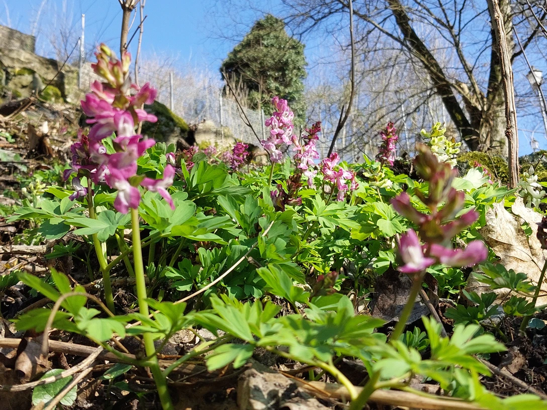 Lerchensporn im Burghain (ChristianBandy.20250320_144654).jpg Lerchensporn im Burghain