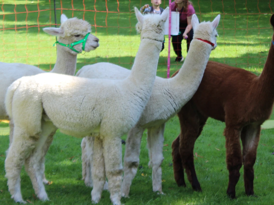 Fünf Alpakas stehen auf einer grünen Wiese, umgeben von Menschen, die sie beobachten.