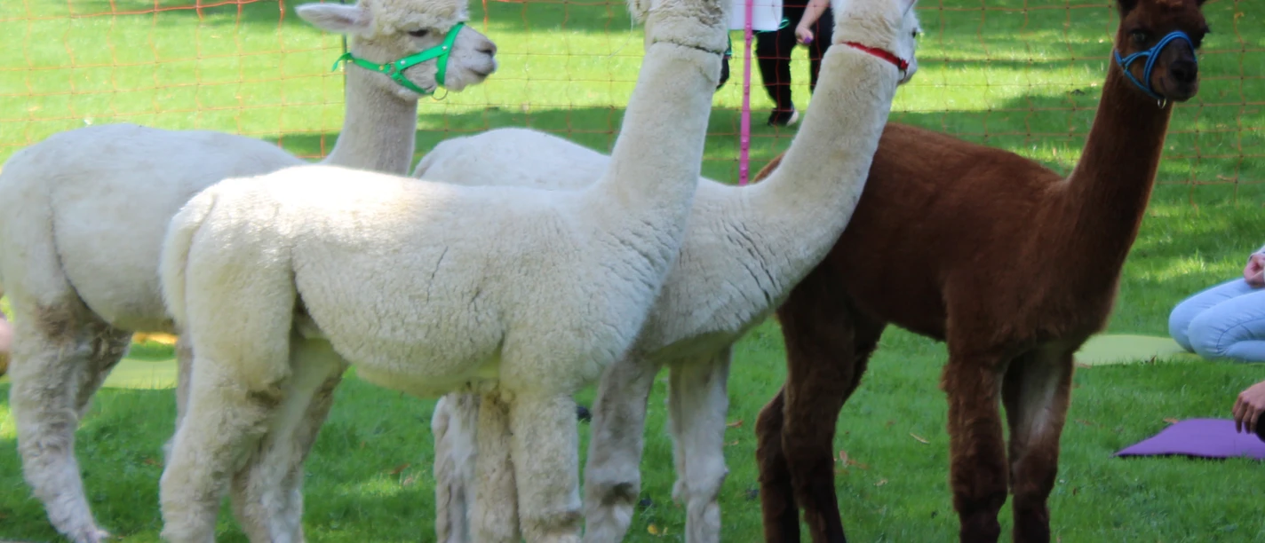 Fünf Alpakas stehen auf einer grünen Wiese, umgeben von Menschen, die sie beobachten.