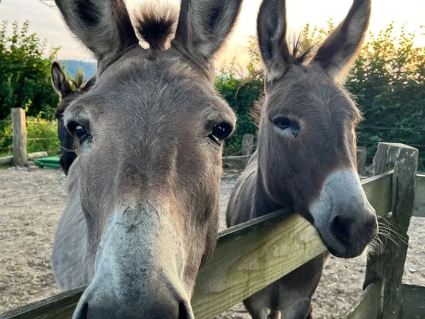 Esel_©Rosenhof Lippe.JPG Zwei neugierige Esel blicken über einen Holzzaun in einem ländlichen Umfeld am Rosenhof.