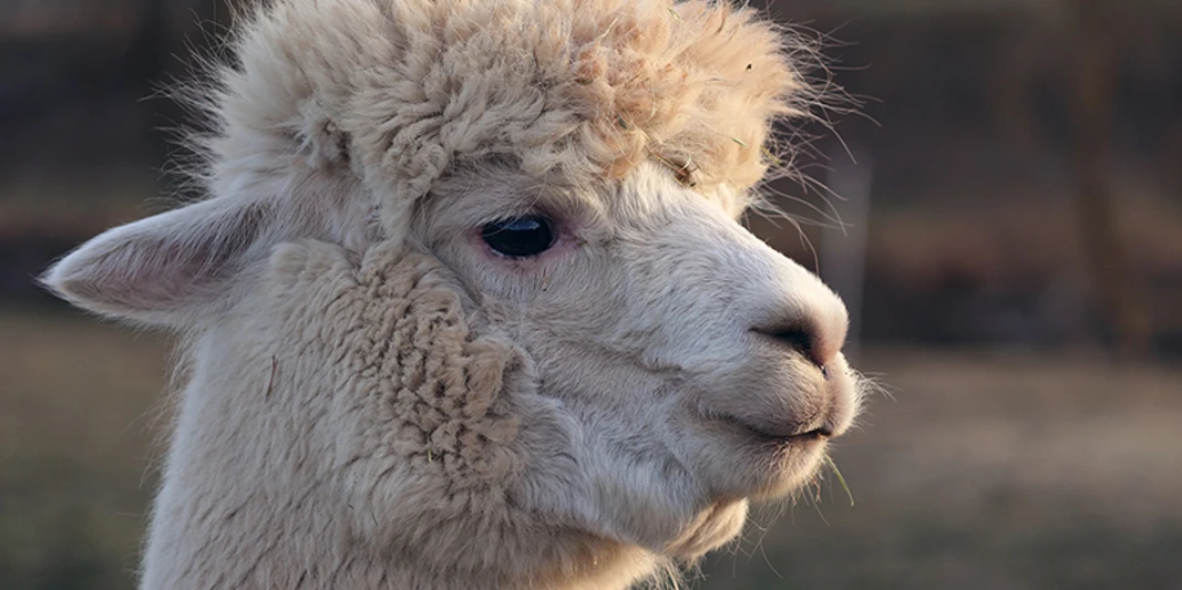 Nahaufnahme eines Alpakas mit flauschigem, hellem Fell, das nachdenklich in die Ferne blickt.