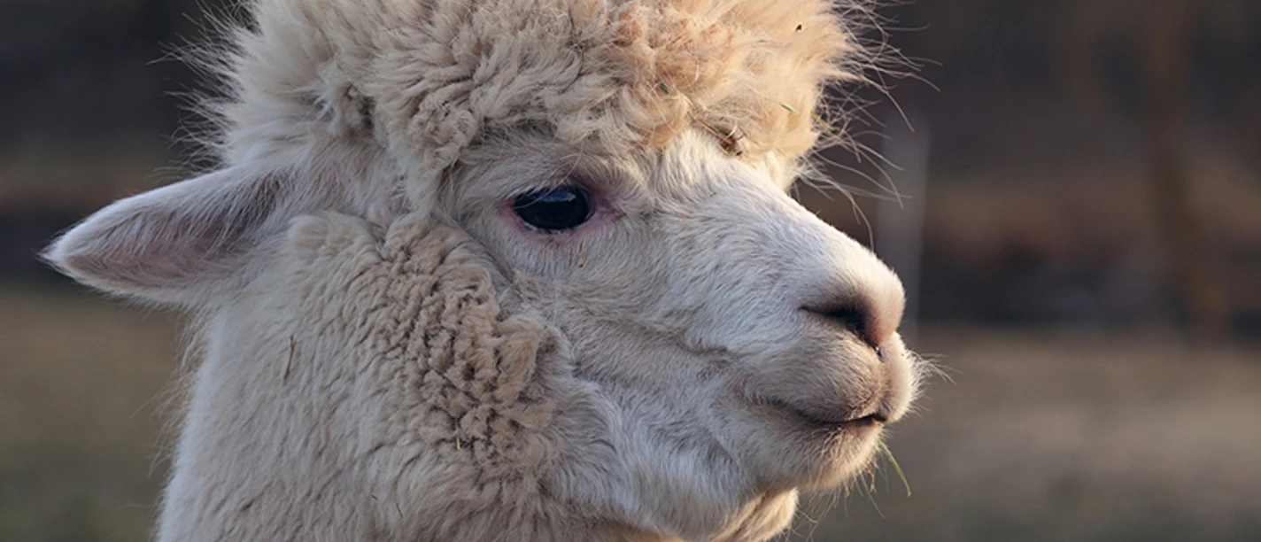Nahaufnahme eines Alpakas mit flauschigem, hellem Fell, das nachdenklich in die Ferne blickt.