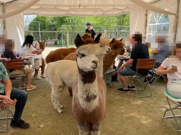 Bild 1_©Hof Wollfühloase.jpg Alpakas stehen in einem Zelt mit Menschen an Tischen, die das ruhige Ambiente genießen.