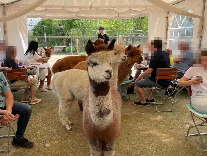 Bild 1_©Hof Wollfühloase.jpg Alpakas stehen in einem Zelt mit Menschen an Tischen, die das ruhige Ambiente genießen.
