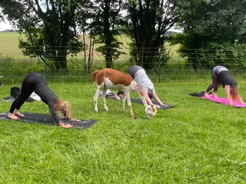 Bild 2_©Hof Wollfühloase.jpg Menschen machen Yoga auf einer Wiese nahe eines Zauns, während ein Lama auf dem Gras steht.