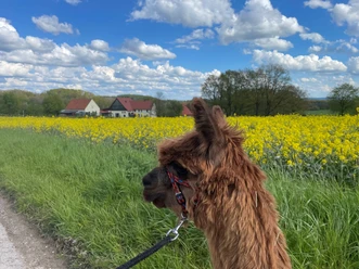 Ein Alpaka steht an einem Weg neben einem blühenden Rapsfeld unter blauem Himmel mit Wolken.