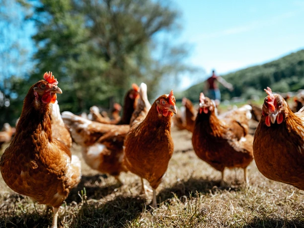 Echt!-Anbieter: Hof Ilmeaue