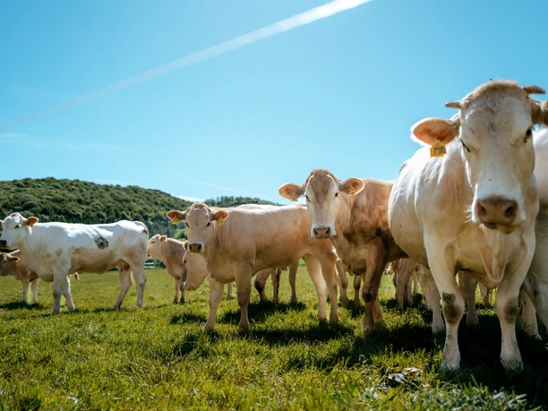 Echt!-Anbieter: Hof Ilmeaue