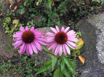 Blumen