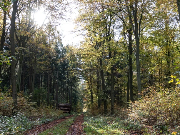 Waldweg