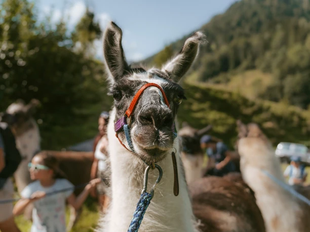 Lama-Trekking