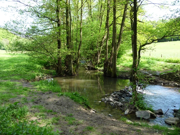 Deilbachtal Eine grüne Flusslandschaft im Deilbachtal bei Hattingen mit fließendem Gewässer und umgebenden Bäumen.