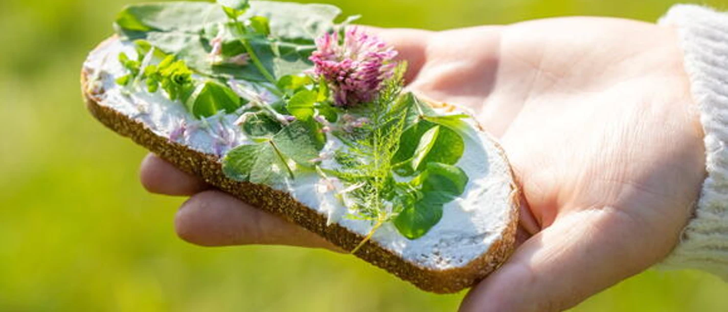 Hand holding bread with wild plants and fresh flowers on a light-colored spread in sunny daylight.