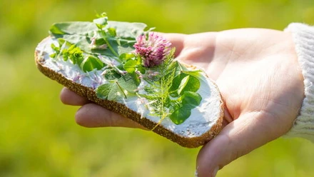 Wanderung "Essbare Wildpflanzen" Hand holding bread with wild plants and fresh flowers on a light-colored spread in sunny daylight.