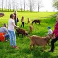 Bock auf Ziegenwanderung