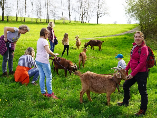 Bock auf Ziegenwanderung