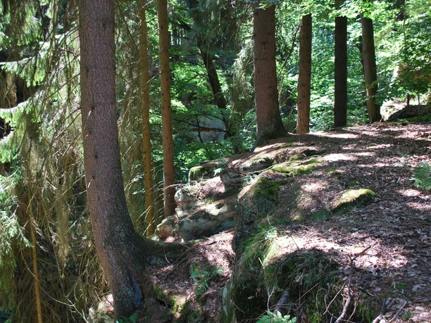 Ein Waldweg führt entlang eines felsigen Hangs, umgeben von hohen Nadelbäumen, im Sonnenlicht.