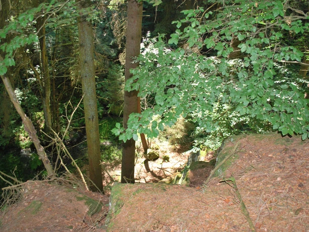 Blick von oben auf einen bewaldeten Abhang mit Bäumen und Sträuchern, Sonnenlicht fällt streifig ein.