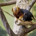 Goldkopflöwenäffchen im Tierpark Eilenburg - Familienausflug in die Leipzig Region Ein Goldkopflöwenäffchen sitzt auf einem Ast und schaut neugierig in die Kamera im Tierpark Eilenburg, Leipzig Region, Familienausflug