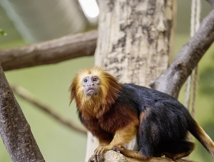 Goldkopflöwenäffchen im Tierpark Eilenburg - Familienausflug in die Leipzig Region Ein Goldkopflöwenäffchen sitzt auf einem Ast und schaut neugierig in die Kamera im Tierpark Eilenburg, Leipzig Region, Familienausflug