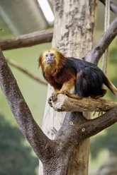 Un singe lion à tête dorée est assis sur une branche et regarde curieusement la caméra au parc animalier d'Eilenburg, Leipzig Région, sortie en famille