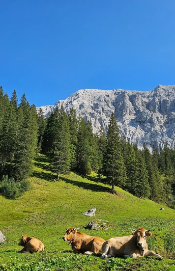 Jungrinder auf den Almwiesen