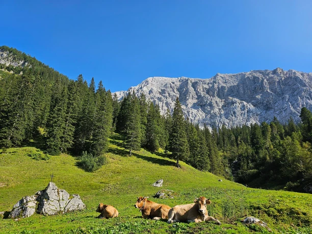 Jungrinder auf den Almwiesen Jungrinder ruhen auf grüner Almwiese vor steilen Felsen und dichtem Bergwald unter blauem Himmel