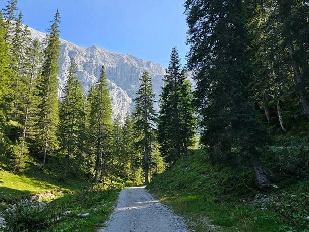 Königsweg zum Schachen Sonniger Kiesweg durch dichten Bergwald mit steiler Felswand im Hintergrund
