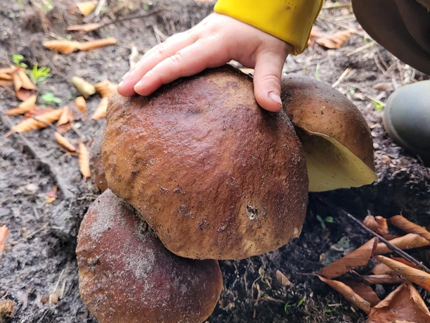 Entdeckungstour im Burgsittenser Wald Entdeckungstour im Burgsittenser Wald