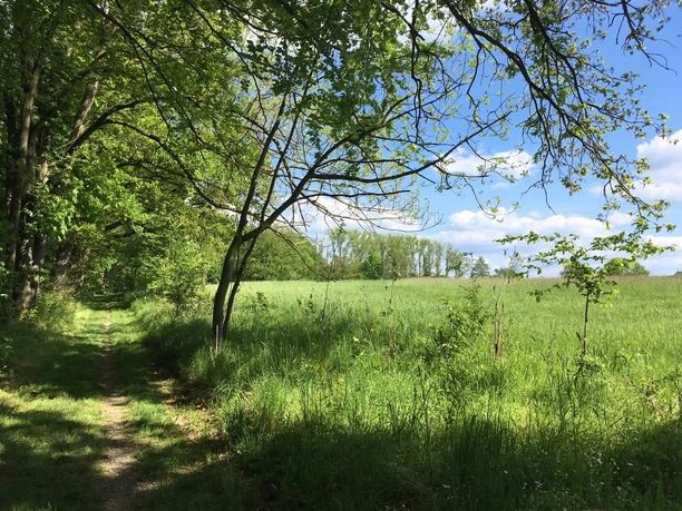 Weser-Bever-Höhenweg Ein schmaler Pfad schlängelt sich durch eine grüne Wiese, umgeben von üppigen Bäumen und blauem Himmel.