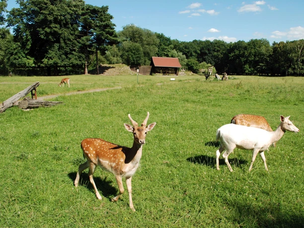 Vue sur le vaste enclos des chevreuils du parc animalier de Leipzig dans le sud de Connewitz, excursion en famille, enfants