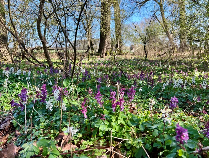 Lerchenspornblühte in der Alhuser Ahe