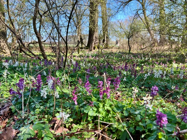 Lerchenspornblühte-Alhuser-Ahe.jpg Lerchenspornblühte in der Alhuser Ahe