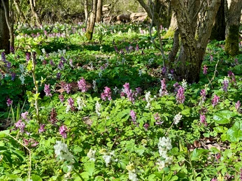 Lerchenspornblühte-in-der-Alhuser-Ahe.jpg Lerchenspornblühte in der Alhuser Ahe