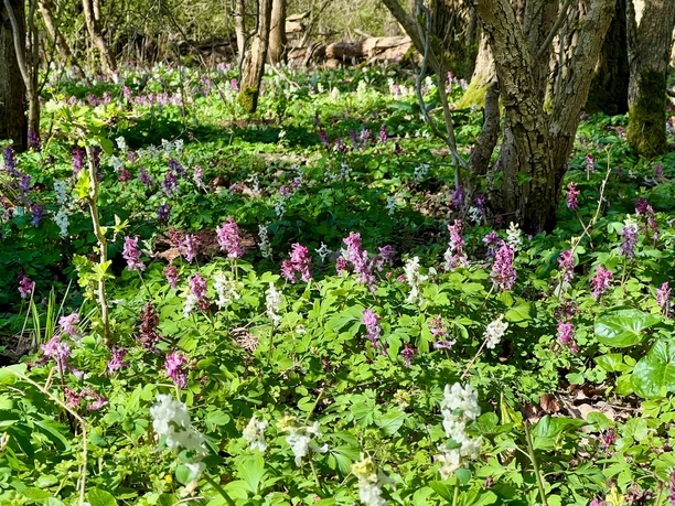 Lerchenspornblühte-in-der-Alhuser-Ahe.jpg Lerchenspornblühte in der Alhuser Ahe